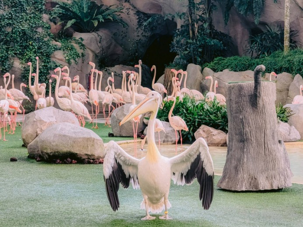 Công Viên Chim Bird Paradise Mới Ở Singapore Có Gì Hay? Giá Vé, Trải Nghiệm Và Lưu Ý