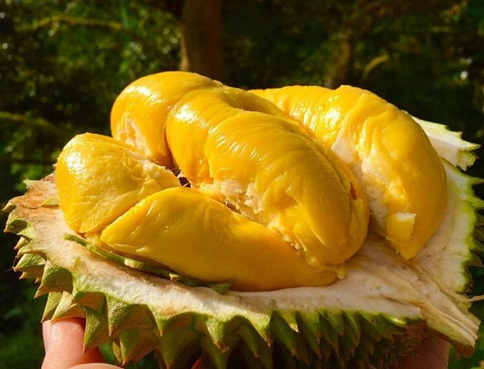 Sầu Riêng Musang King Của Malaysia Có Gì Đặc Biệt? Mùa, Nơi Thử Và Lưu Ý